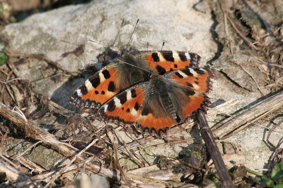 vanessa cardui ... in accoppiamento? - Aglais urticae